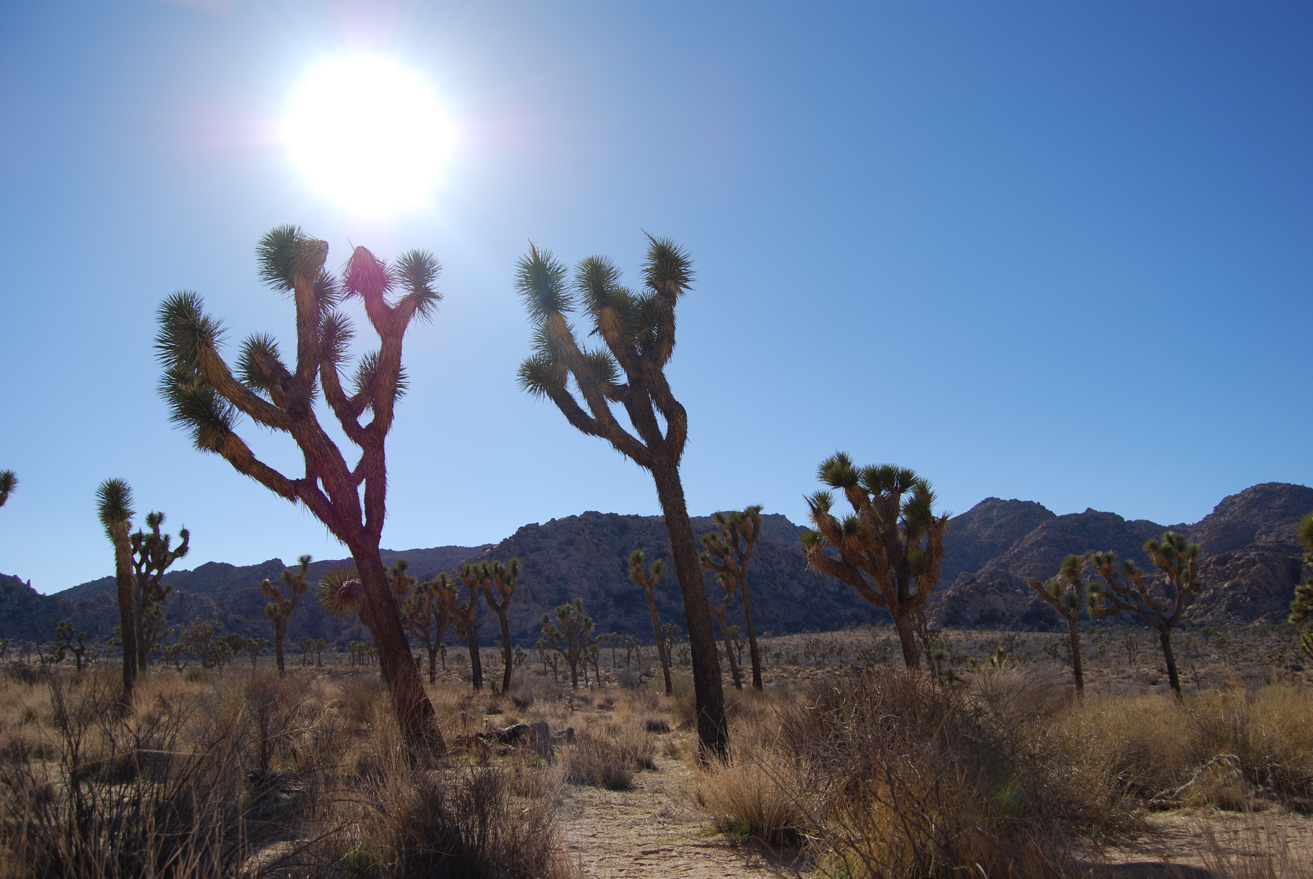 Joshua Tree: Coarse and Buggy (5.11-)